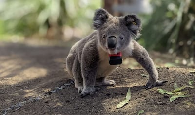 Los koalas solo pasan 10 minutos al día en el suelo, y es cuando la mayoría muere