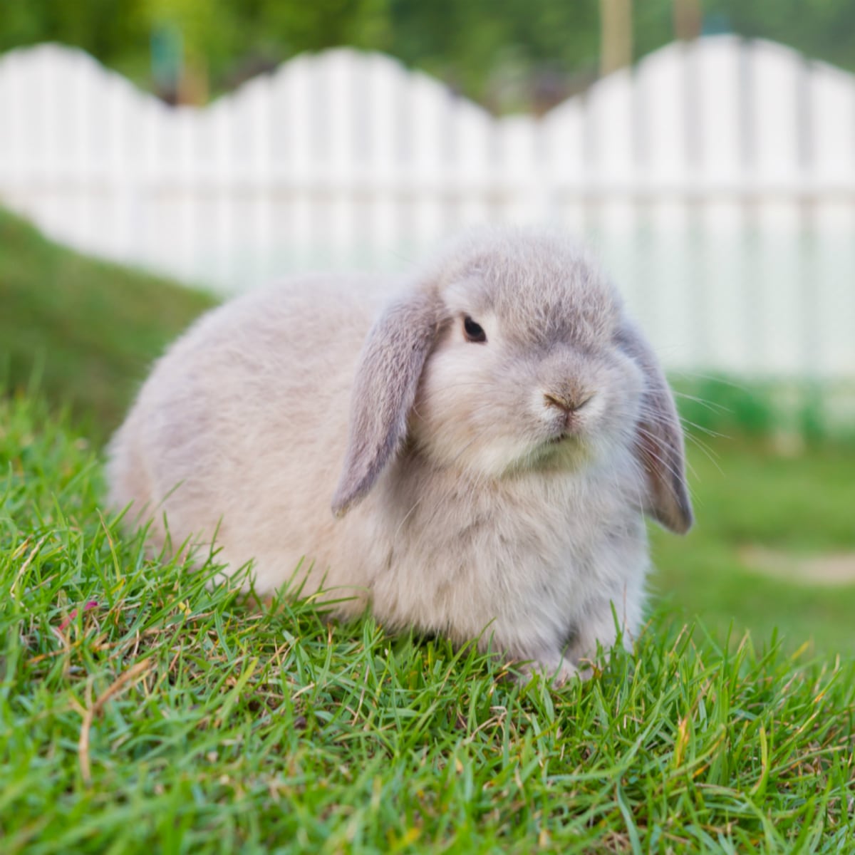 Los acariciables conejos de orejas caídas