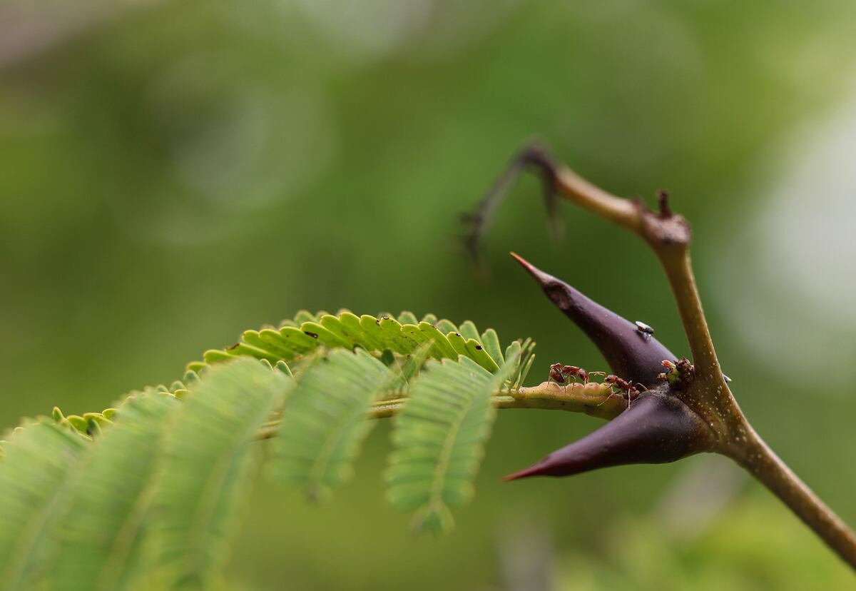 Mutualismo bajo presión: una nueva investigación en Panamá revela la capacidad de una planta para mantener felices a sus defensoras