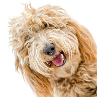 La historia del ‘labradoodle’