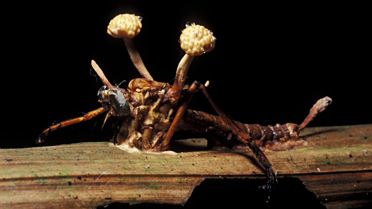 “Los zombis son algo patente y casi que predominante en el mundo animal”