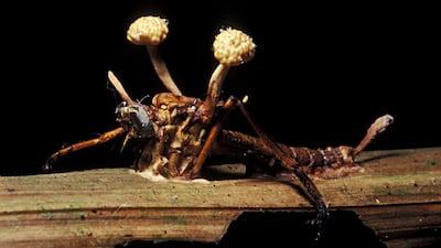 “Los zombis son algo patente y casi que predominante en el mundo animal”