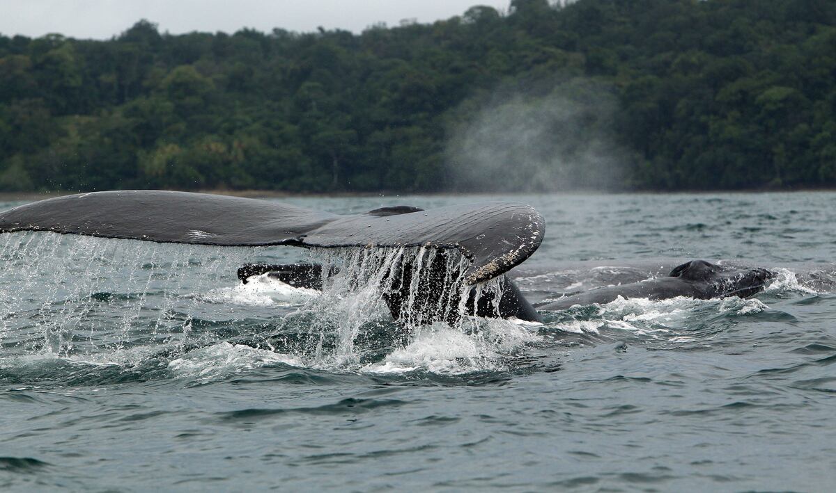 Arranca la temporada de avistamiento de la ballena jorobada en las costas panameñas