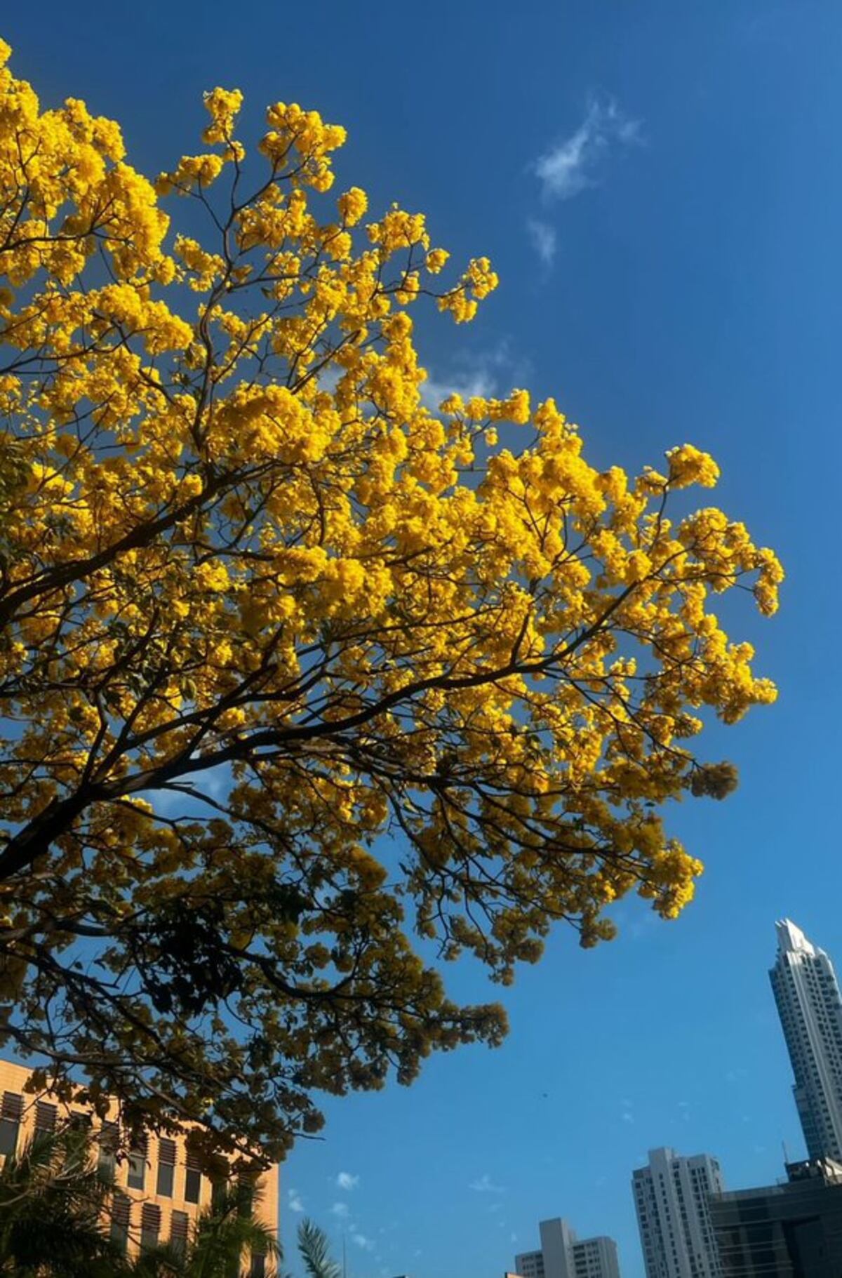 “Ven, vamos a hacer un tour de guayacanes por Panamá”: 13 fotos de los más coloridos del verano