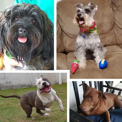 ‘Mis hijos perrunos’, ‘Mis niñas’, ‘Mi perrihija’, el Día Mundial del Perro en Panamá