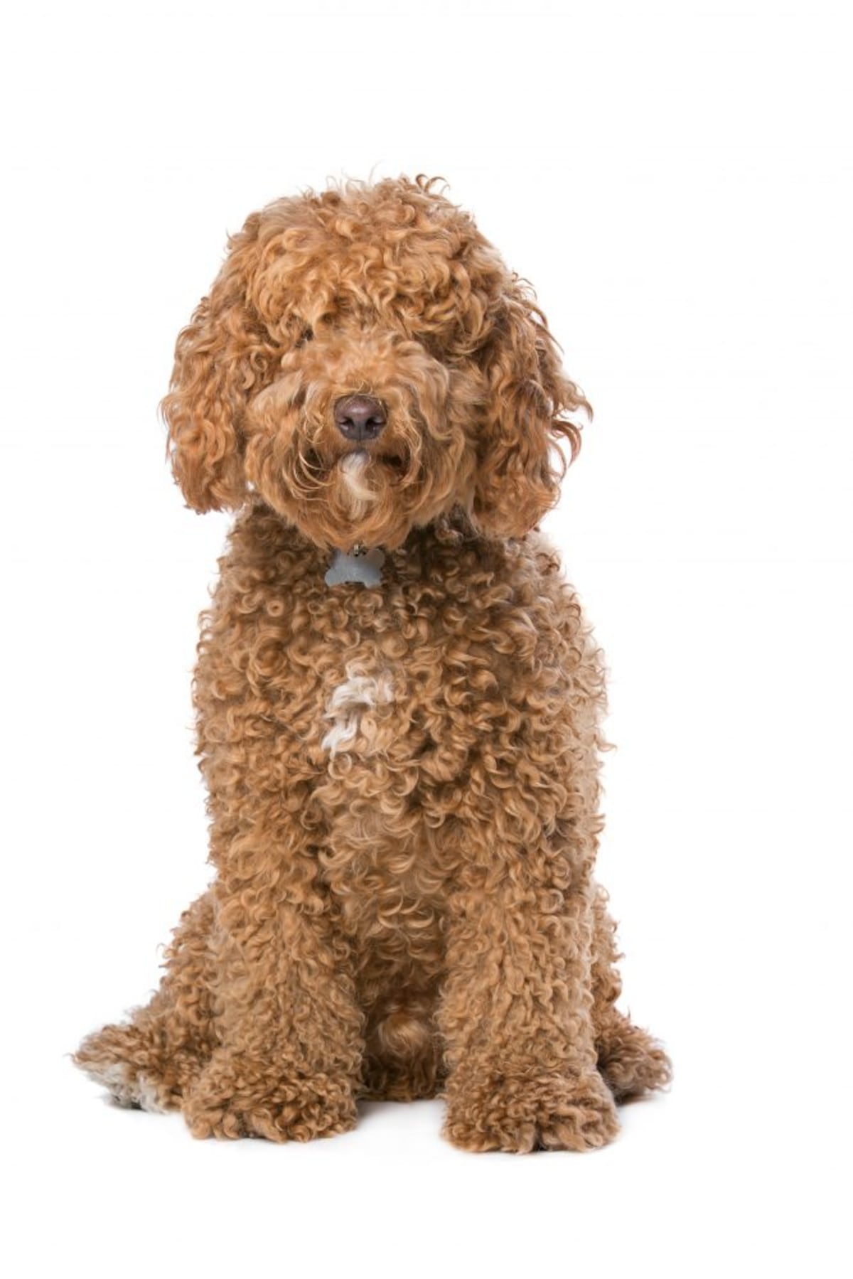 La historia del ‘labradoodle’