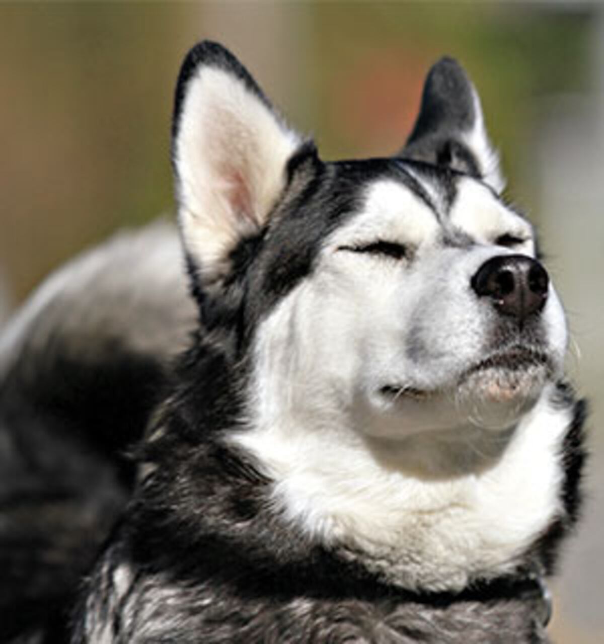 Feromonas, la ‘red social’ de perros y gatos