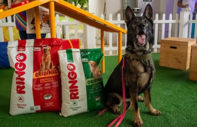 Efecto Ringo, una segunda oportunidad para las mascotas