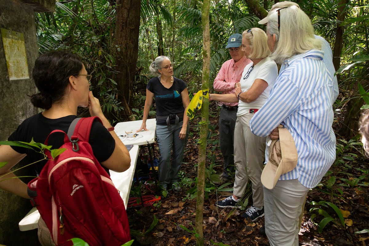 Murciélagos hambrientos: ¡Presten atención!
