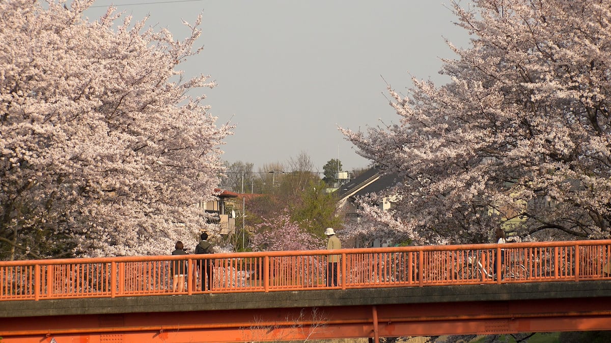5 Festivales de cerezos en flor: nubes de belleza hechizante