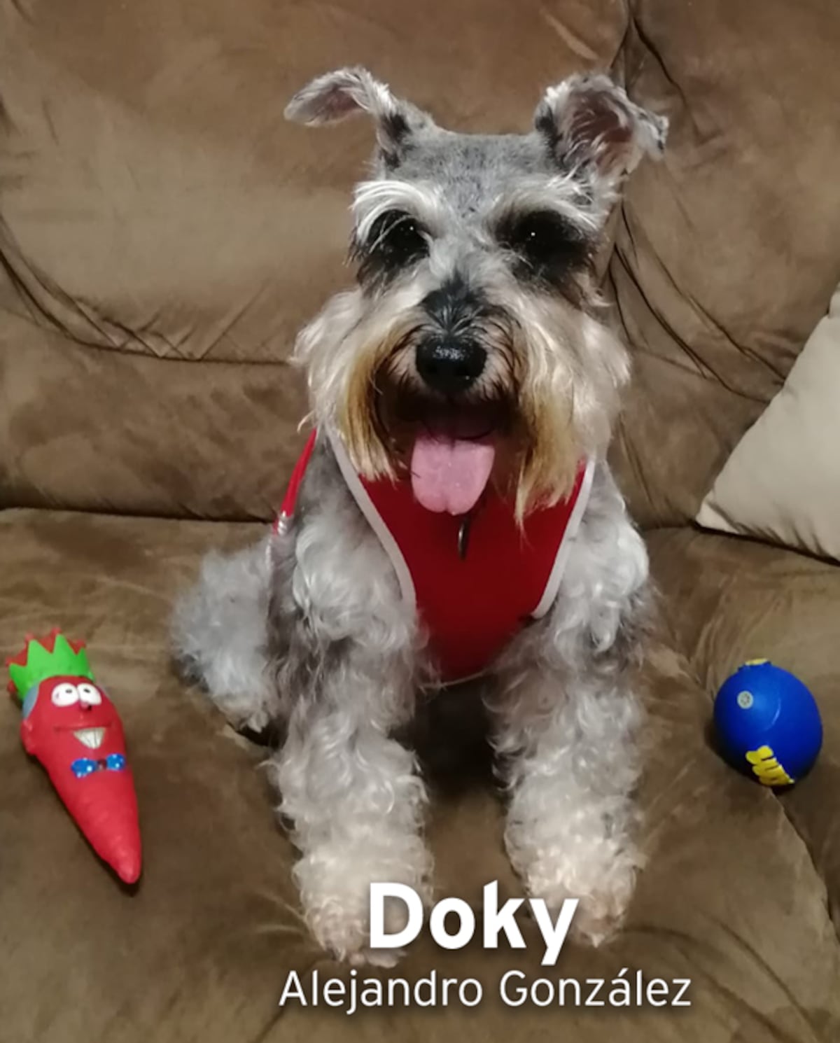 ‘Mis hijos perrunos’, ‘Mis niñas’, ‘Mi perrihija’, el Día Mundial del Perro en Panamá