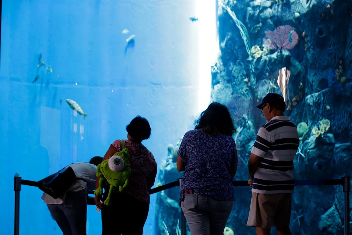 Océanos divididos, el nuevo acuario del Biomuseo