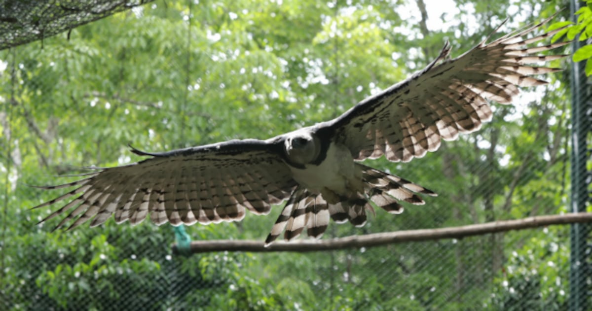 El vuelo del águila harpía Panamá
