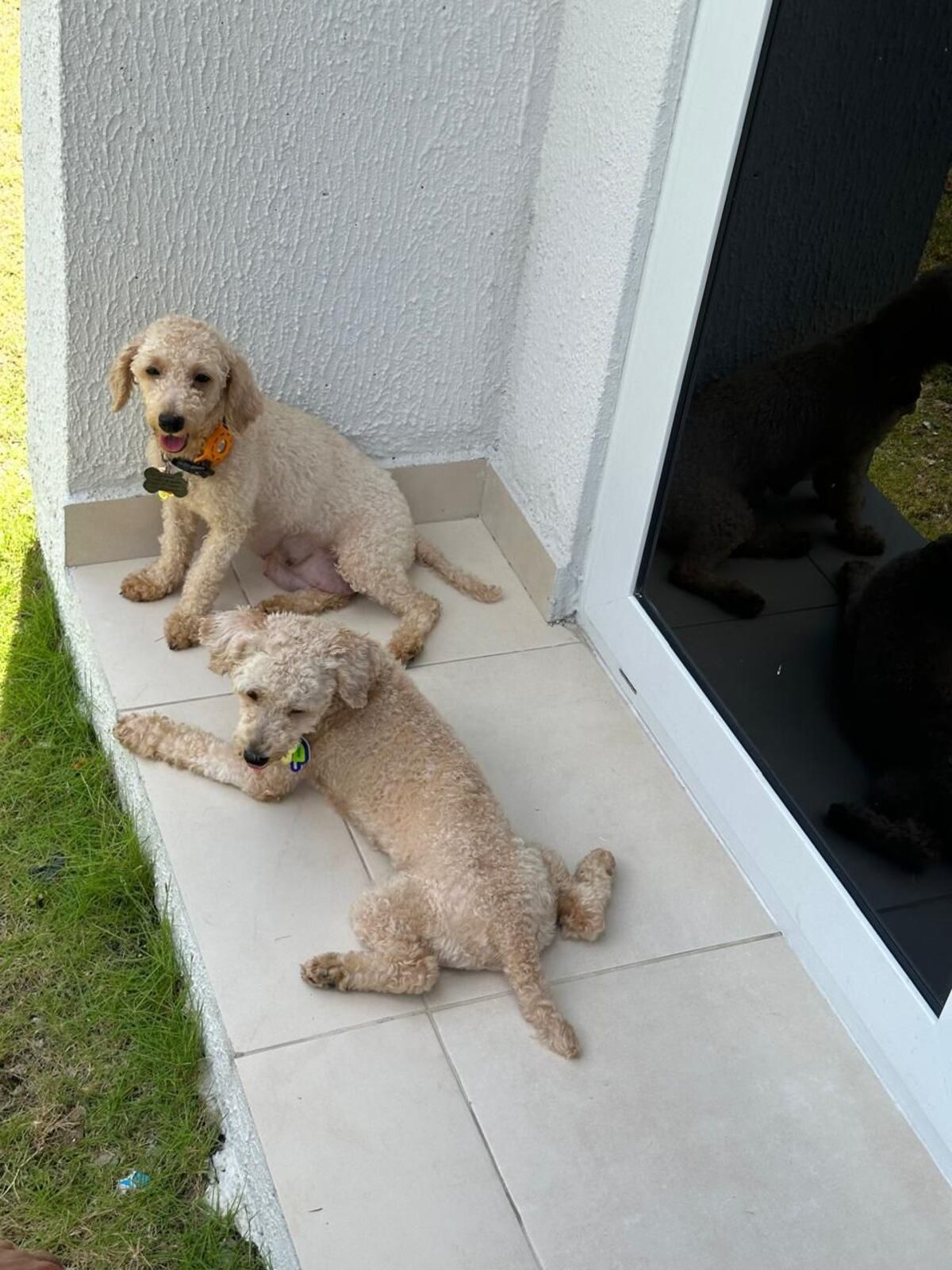 Más espacio para la familia y sus mascotas